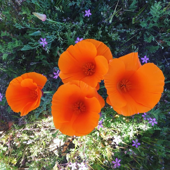 Meet your Posher, Wendy - Picture 3 of 3